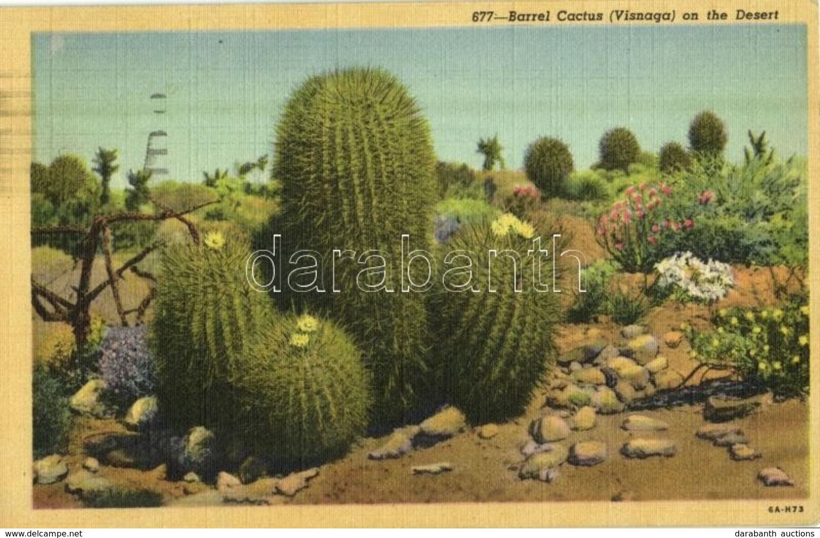 T2 1949 California, Barrel Cactus (Visnaga) On The Desert - Sin Clasificación