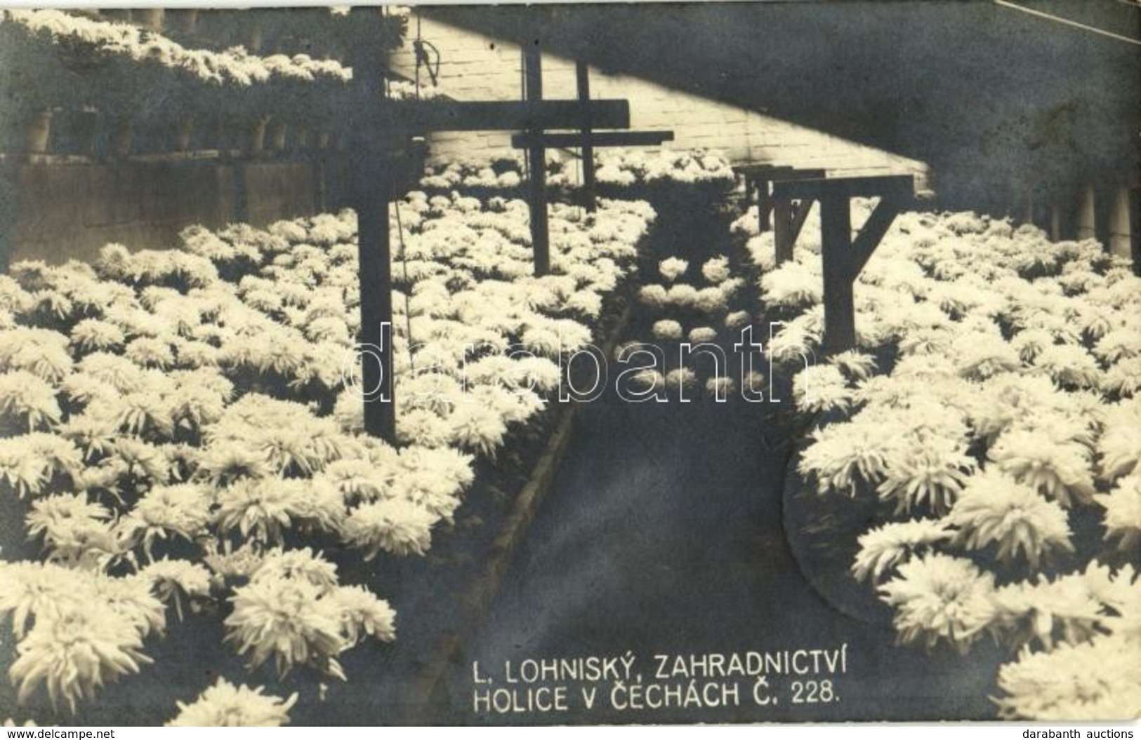 T2 1941 Holice (v Cechách), L. Lohinsky Zahradnictví / Gardening, Flowers. Photo - Unclassified