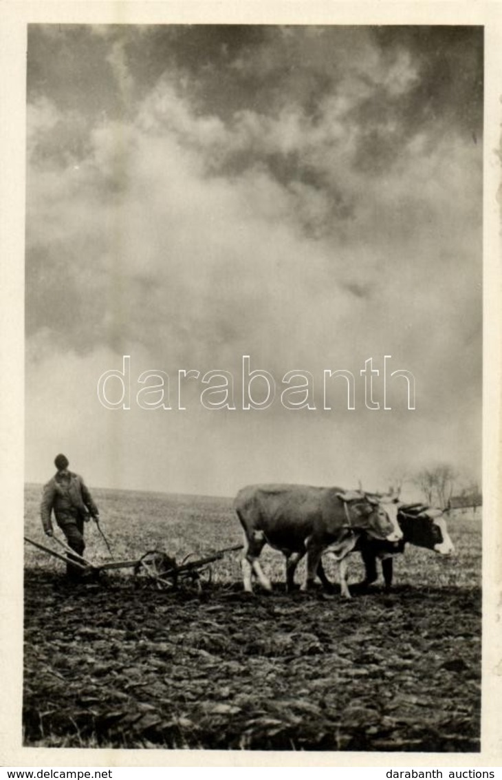 ** T1 Tavaszi Szántás / Hungarian Folklore, Plowing In Spring - Sin Clasificación