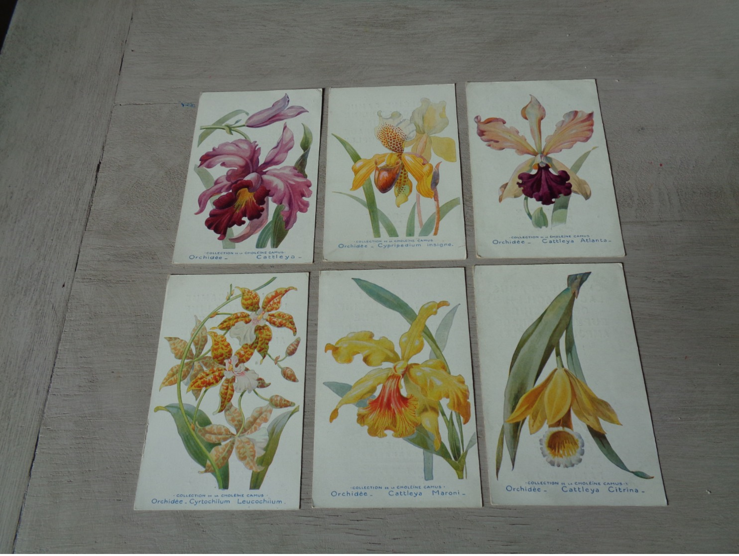 Beau Lot De 20 Cartes Postales De Fleurs Fleur Orchidée Publicité Pharmacien   Mooi Lot  20 Postkaarten  Bloemen Bloem - 5 - 99 Cartes