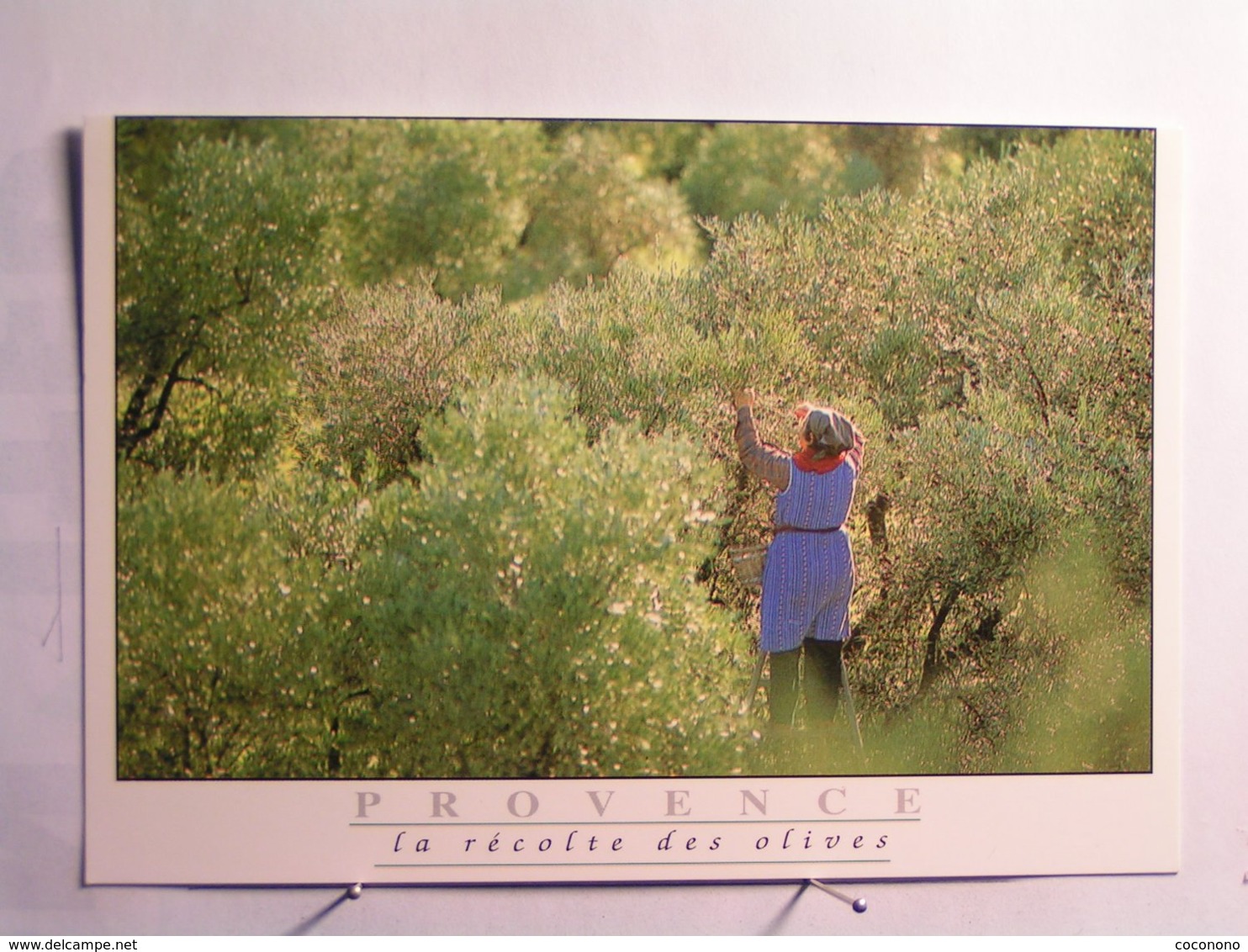 Agriculture - Culture - La Récolte Des Olives - Cultivation