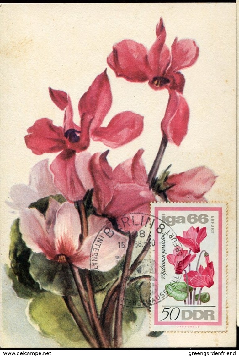 48702 Germany Ddr, Maximum 1966, Flower  Cyclamen,  Mi-1192 - Maximumkarten (MC)