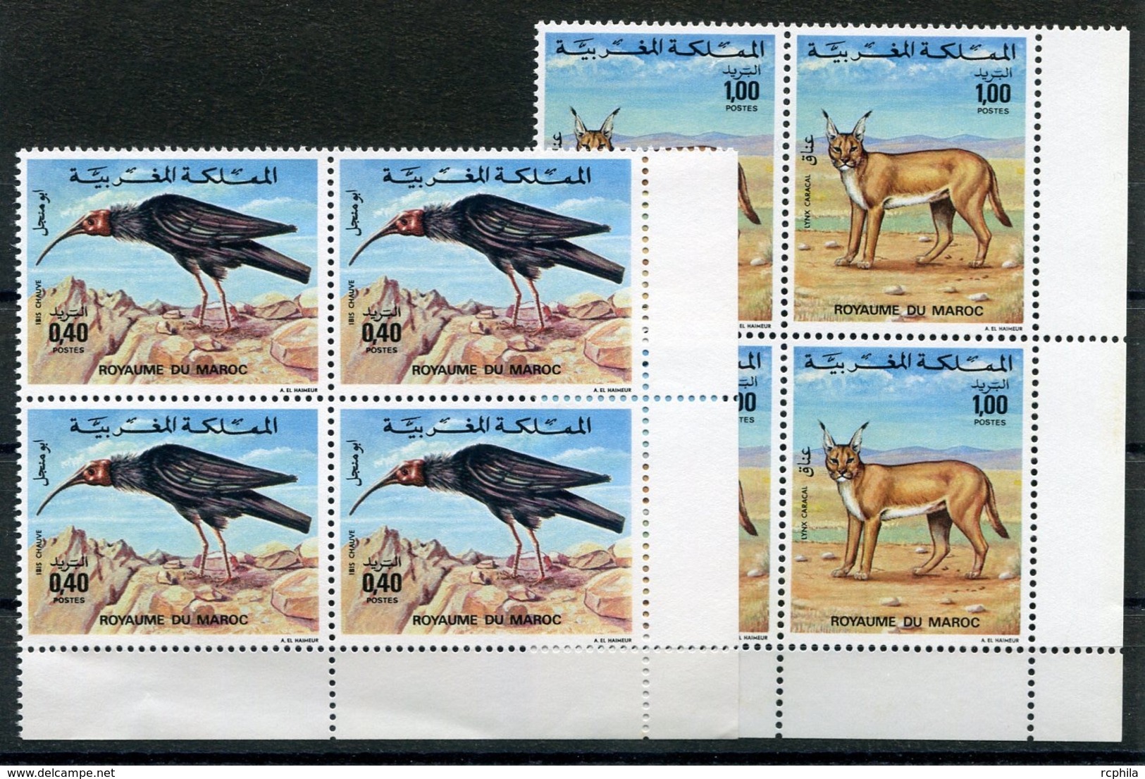 RC 14337 MAROC N° 736 / 737 OISEAU IBIS CHAUVE + LYNX FAUNE MAROCAINE BLOCS DE 4 NEUF ** - Morocco (1956-...)