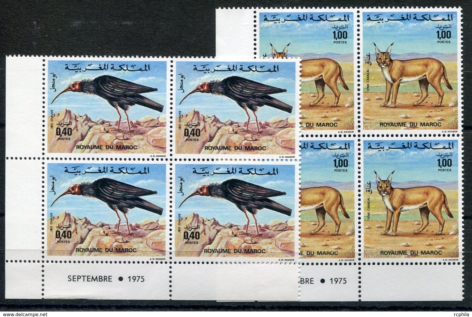 RC 14338 MAROC N° 736 / 737 OISEAU IBIS CHAUVE + LYNX FAUNE MAROCAINE BLOCS DE 4 COIN DATÉ NEUF ** - Morocco (1956-...)