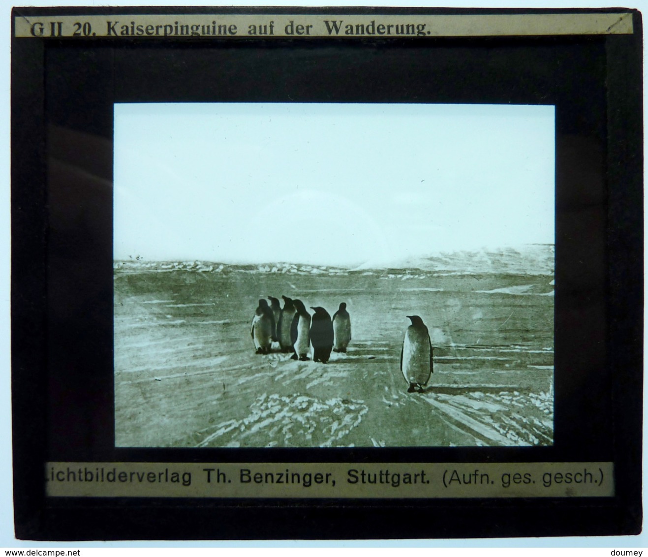 KAISERPINGUINE AUF DER WANDERHUNG - Plaques De Verre