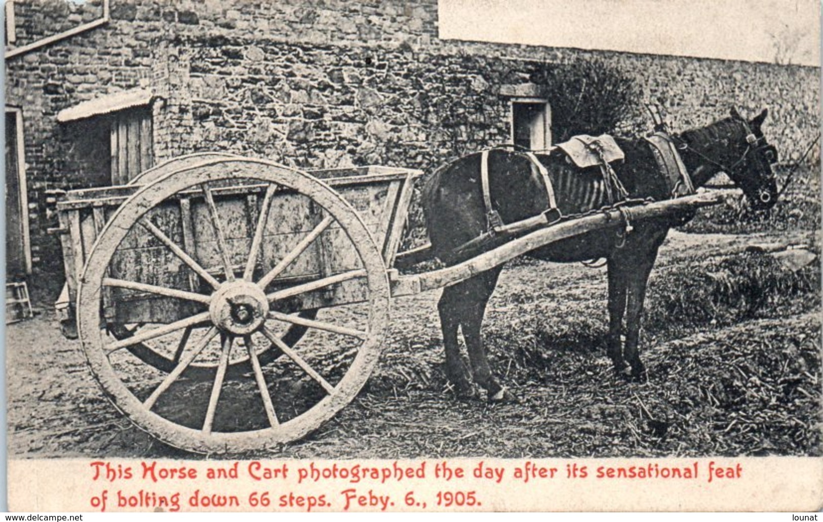 Attelage - This Horse And Cart Photographed The Day After Is Sensational Feat Of Bolting Down 66 Steps. 1905 Chevaux - Teams