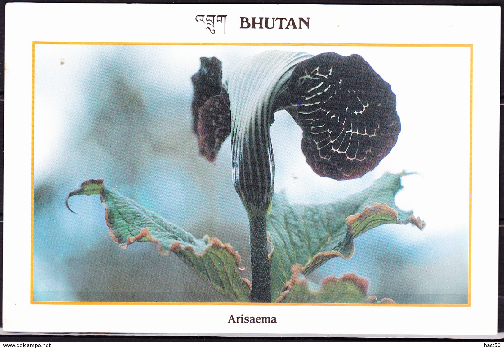 Bhutan - Farbige Postkarte Arisaema (Feuerkolben)       !lesen/read/lire! - Other & Unclassified