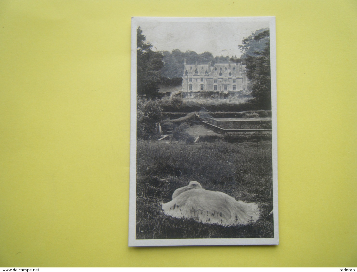 CLÈRES. Le Parc Zoologique. Le Nandou Couvant. - Clères