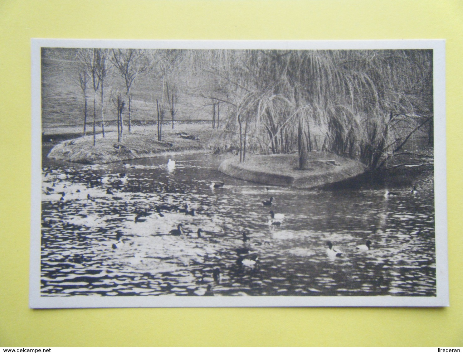 CLÈRES. Le Parc Zoologique. Les Canards Exotiques. - Clères