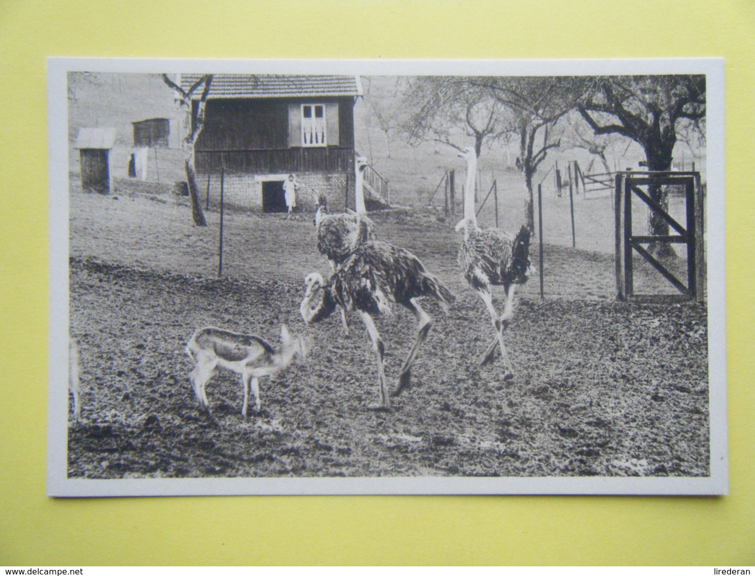 CLÈRES. Le Parc Zoologique. Les Autruches. - Clères