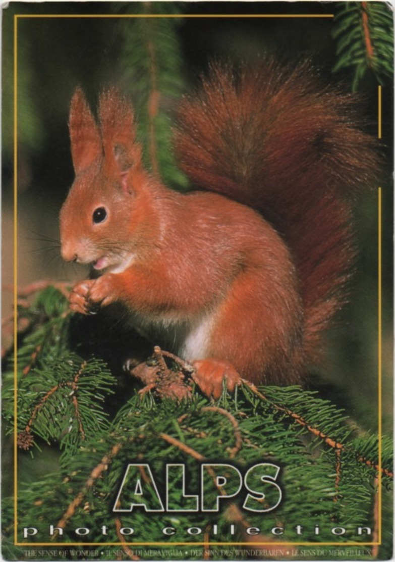 Cartolina Con Scoiattolo, Squirrel, Ecureuil, Eichhoernchen. Viaggiata 1999 - Altri & Non Classificati