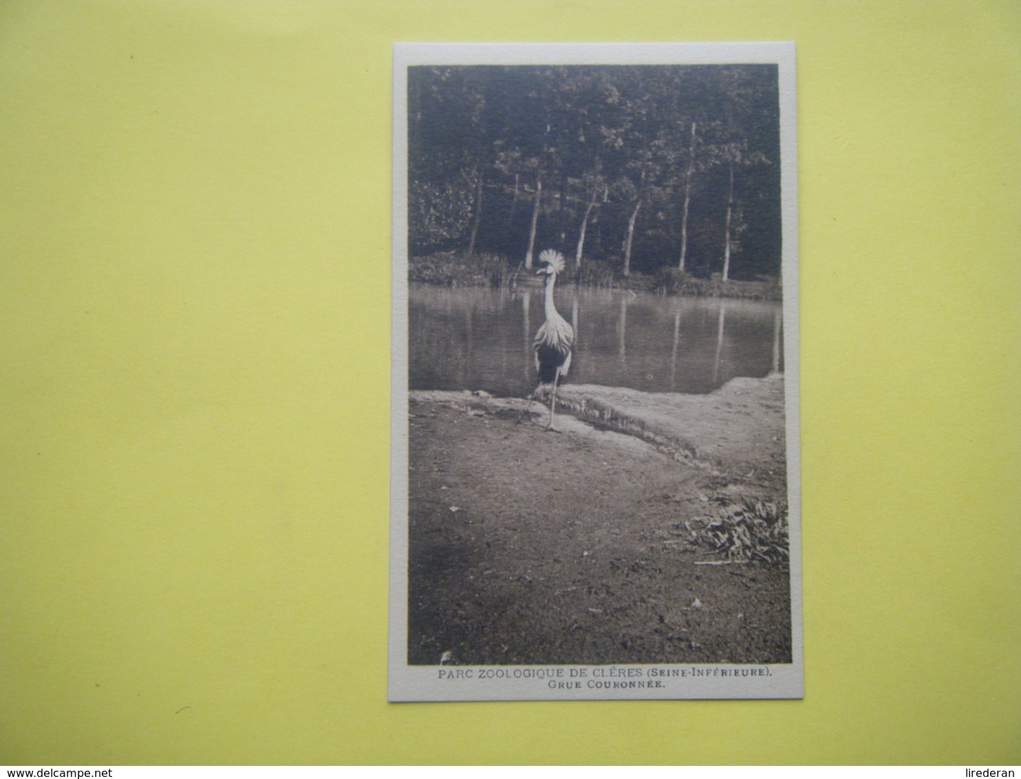 CLÈRES. Le Parc Zoologique. La Grue Couronnée. - Clères