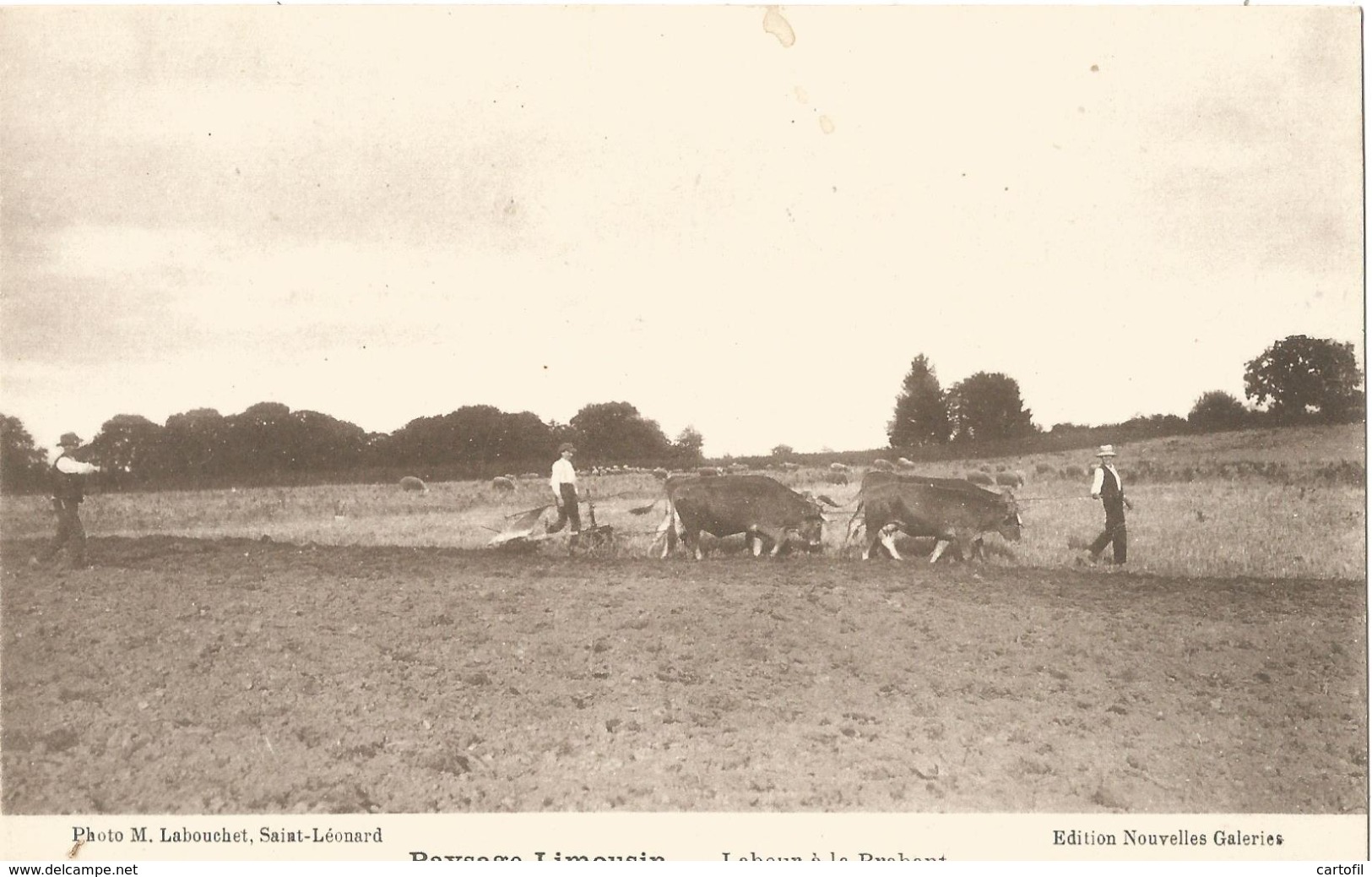 Paysage Limousin - Labour à La Brabant - Cultivation