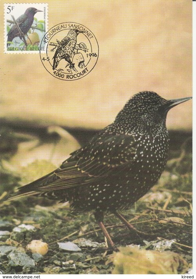 Buzin MC  Spreeuw  Etourneau Sansonet	Pc003 - 1985-.. Oiseaux (Buzin)