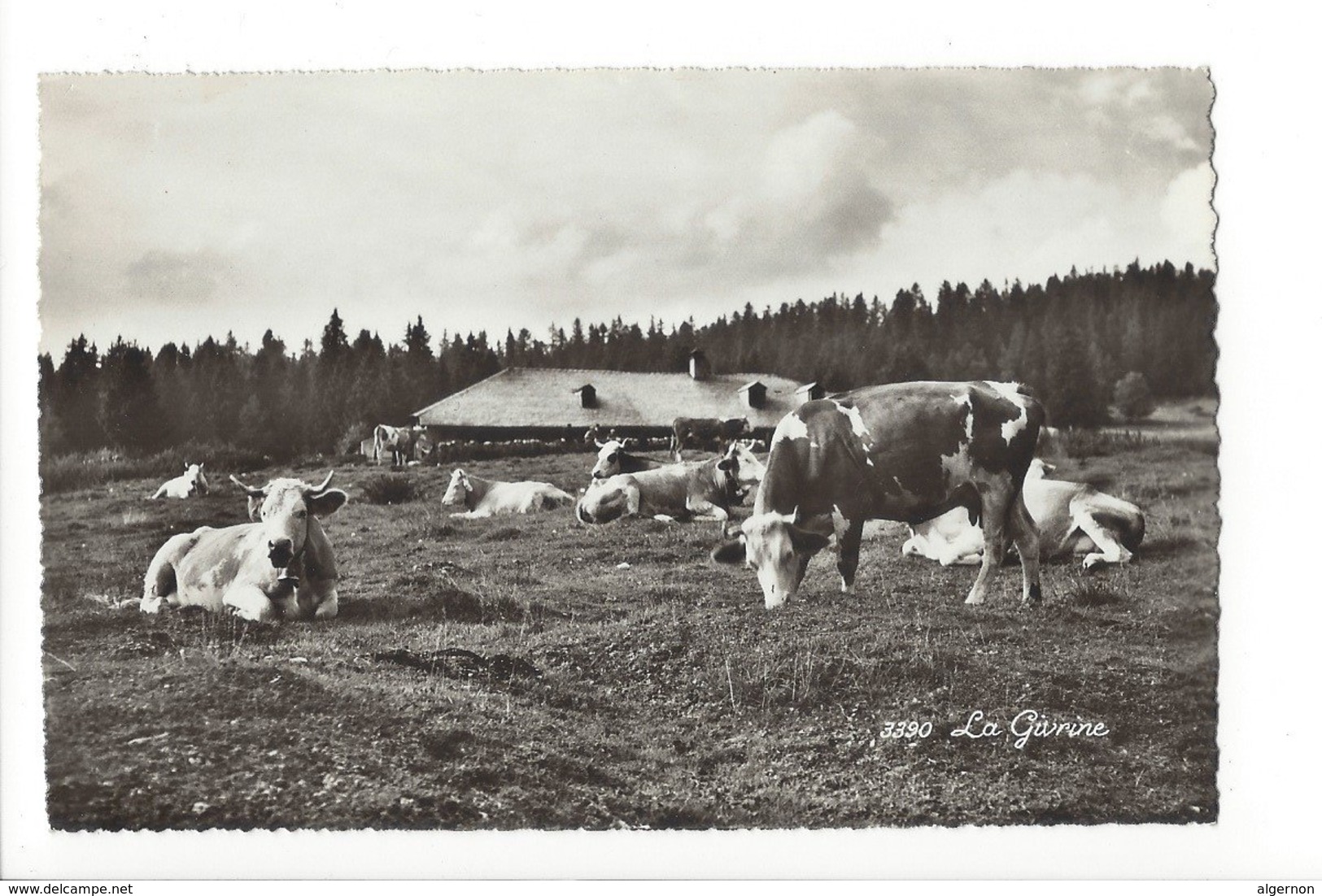 22647 - La Givrine Chalet D'alpage Et Troupeau De Vaches - Sonstige & Ohne Zuordnung