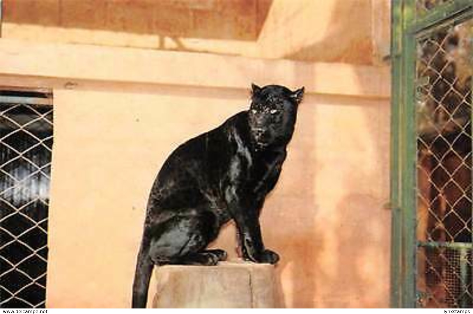 Spain Zoo Municipal De Fuengirola Panther Animal - Other & Unclassified