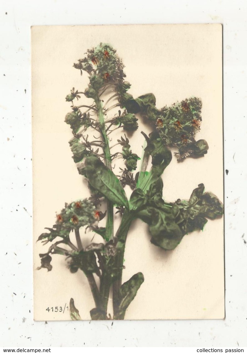 Cp, Fleur ,4153/1, écrite 1909 - Fleurs
