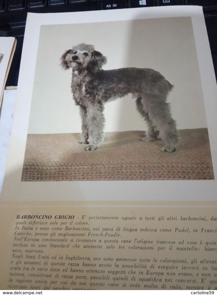 SCHEDA PUBBLICITA MEDICA MISTRETTI  LUTOGYL  ORMONE / CANE DOG  BARBONCINO GRIGIO 1955 HG1432 - Pubblicitari