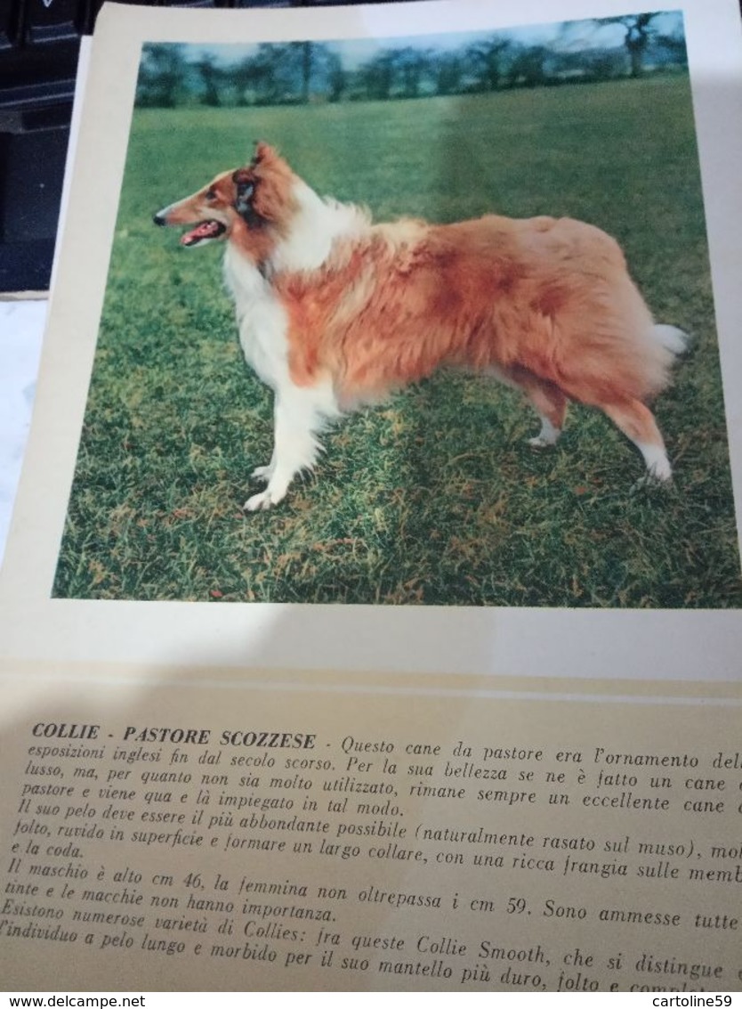 SCHEDA PUBBLICITA MEDICA MISTRETTI  ANGIOXYL  SPASMI CUORE  / CANE DOG COLLIE PASTORE SCOZZESE 1955 HG1435 - Pubblicitari