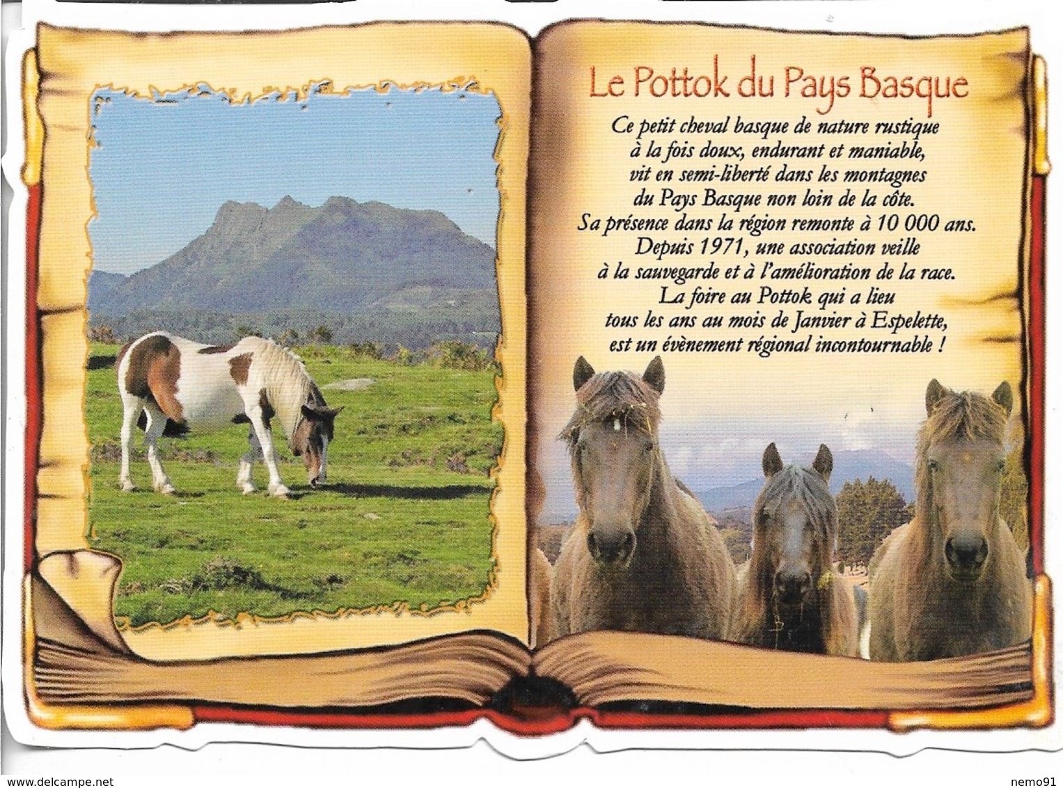 LIVRE OUVERT DÉCOUPÉ - PLUSIEURS CHEVAUX - HISTORIQUE LE POTTOK DU PAYS BASQUE - CPM - VIERGE - - Horses