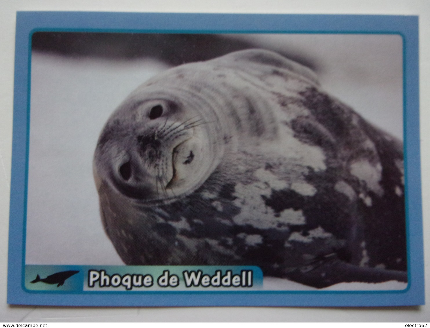 French edition - PANINI ANIMAL WORLD animaux N°288 phoque de Weddell sello  dichtung Weddell seal