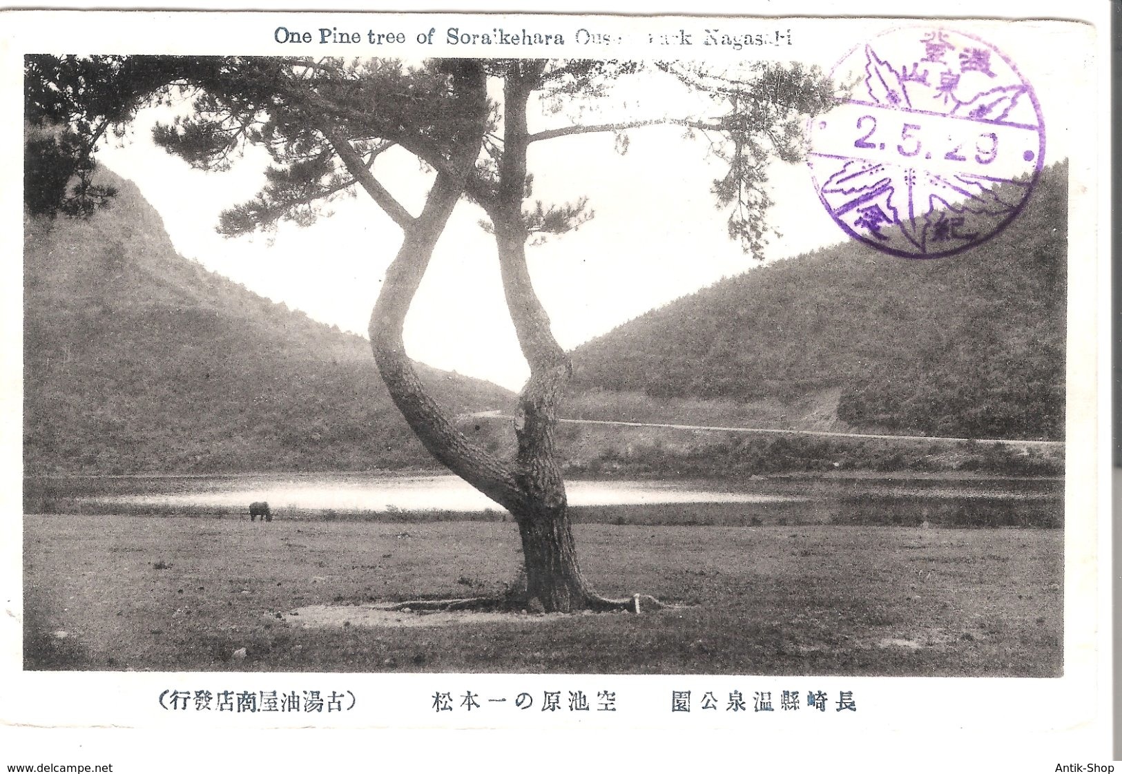 One Pinetree Of Soraikehara Park - Nakasaki - Japan -  Von 1929 (4112) - Hiroshima