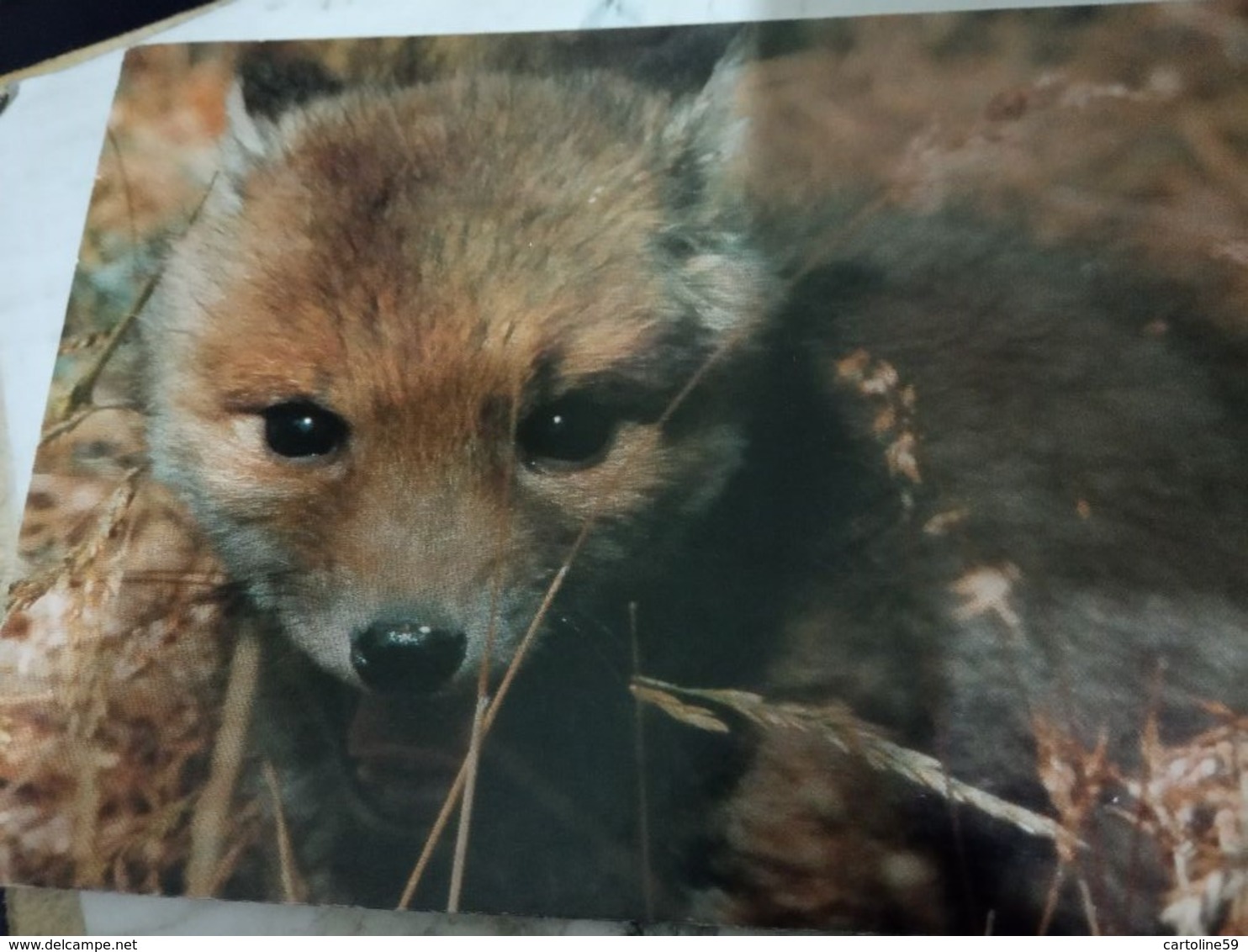 VOLPE  FOX  CUCCIOLO Foto Bessi  Pro Territorio VALLE D'AOSTA  N1990  HG1481 - Sonstige & Ohne Zuordnung