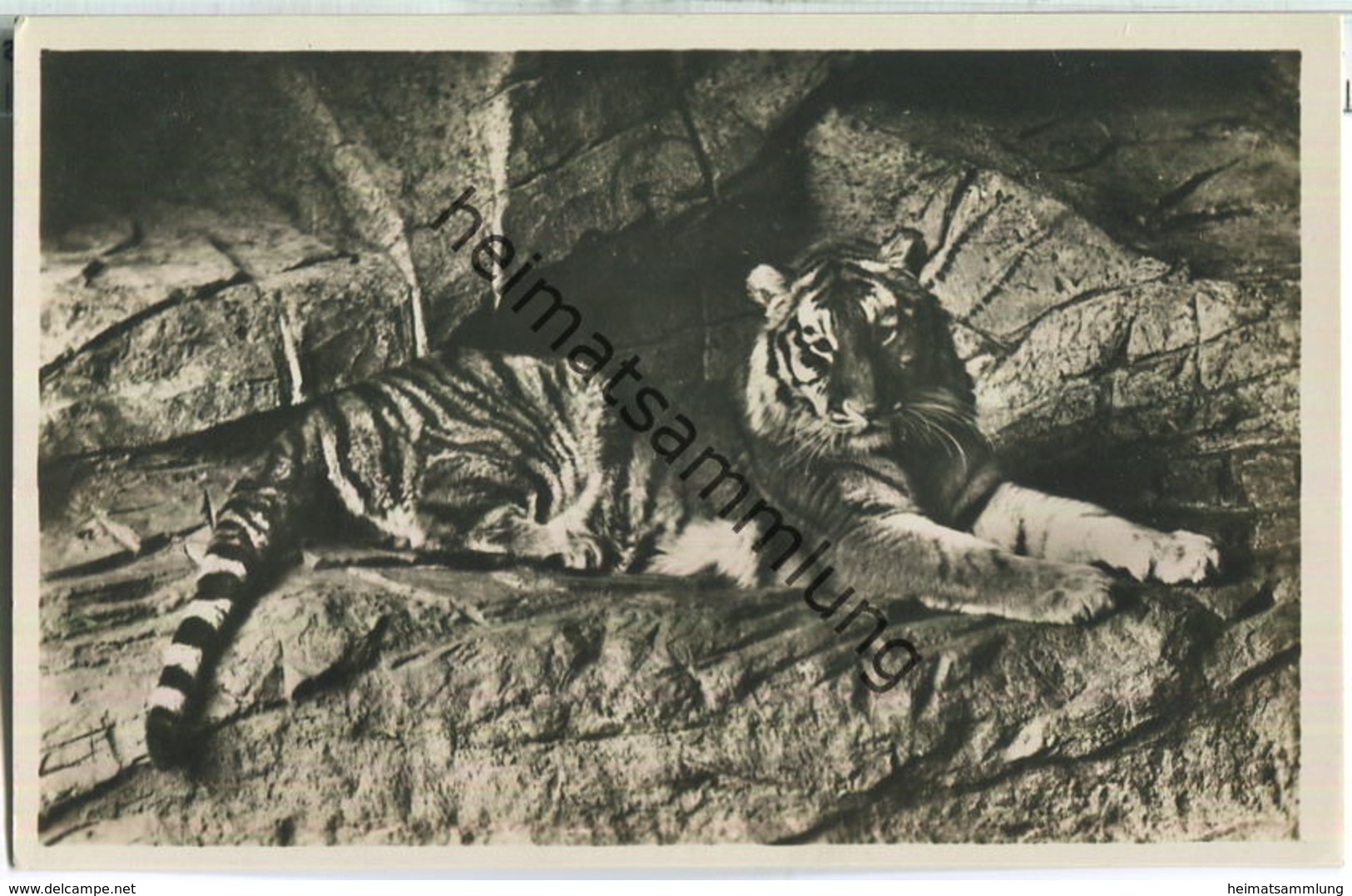 Hamburg-Stellingen - Tierpark Hagenbeck - Tiger - Foto-Ansichtskarte 30er Jahre - Eimsbüttel