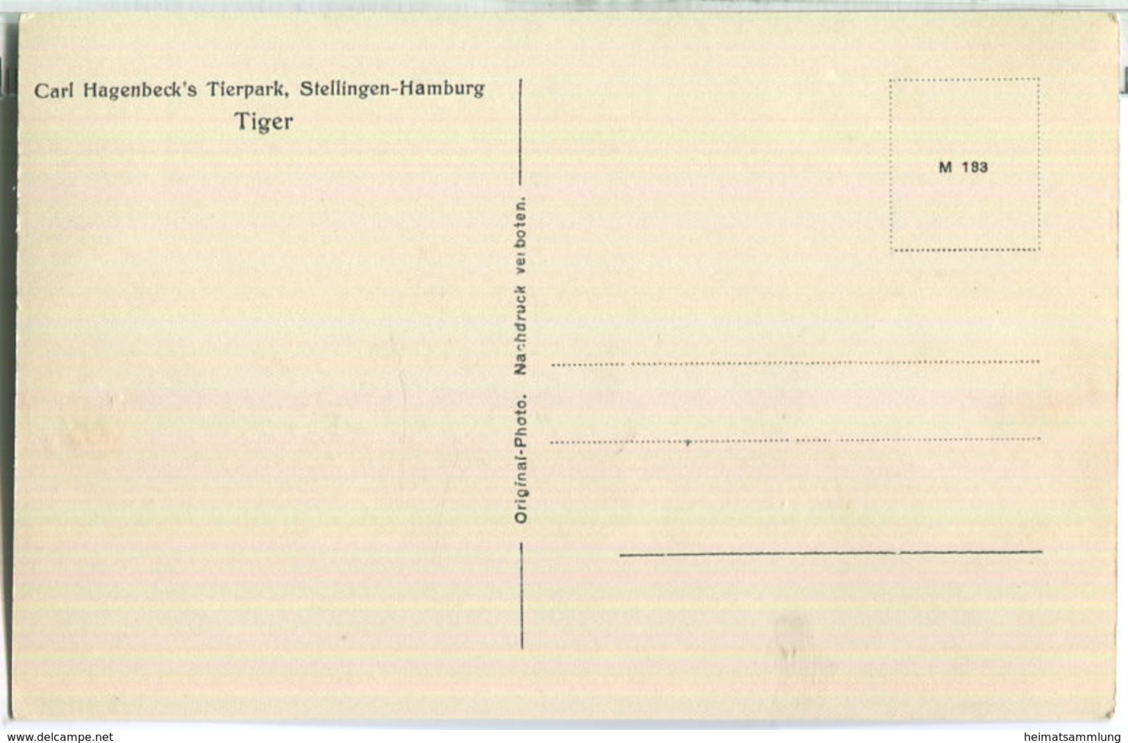Hamburg-Stellingen - Tierpark Hagenbeck - Tiger - Foto-Ansichtskarte 30er Jahre - Eimsbuettel