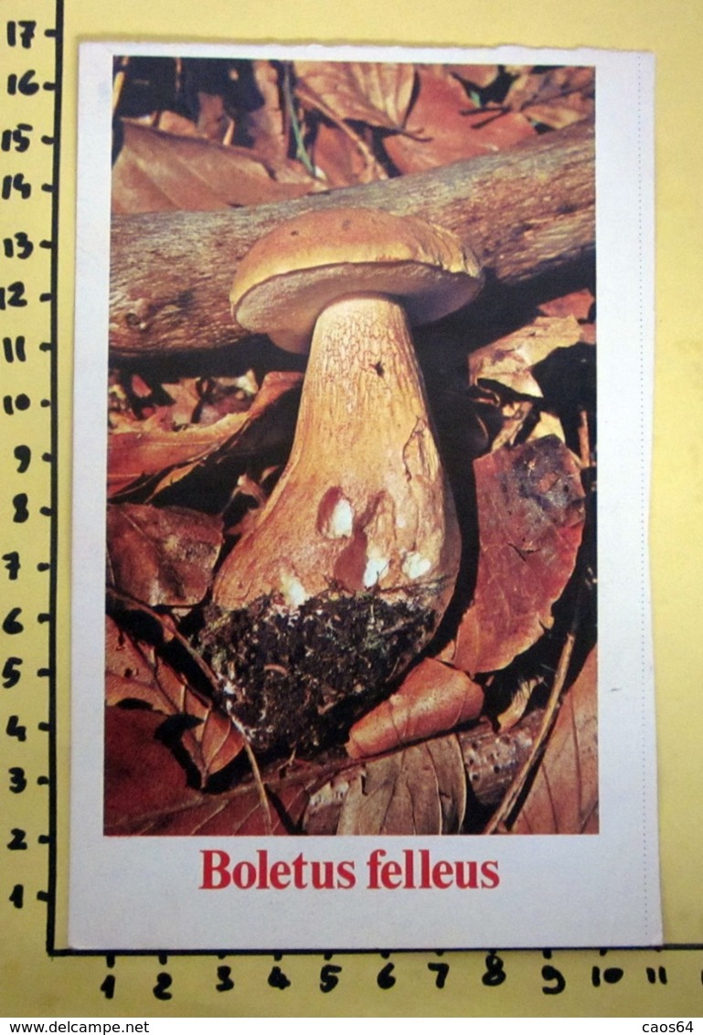 BOLETUS FELLEUS I FUNGHI FABBRI SCHEDA - Ricette Culinarie