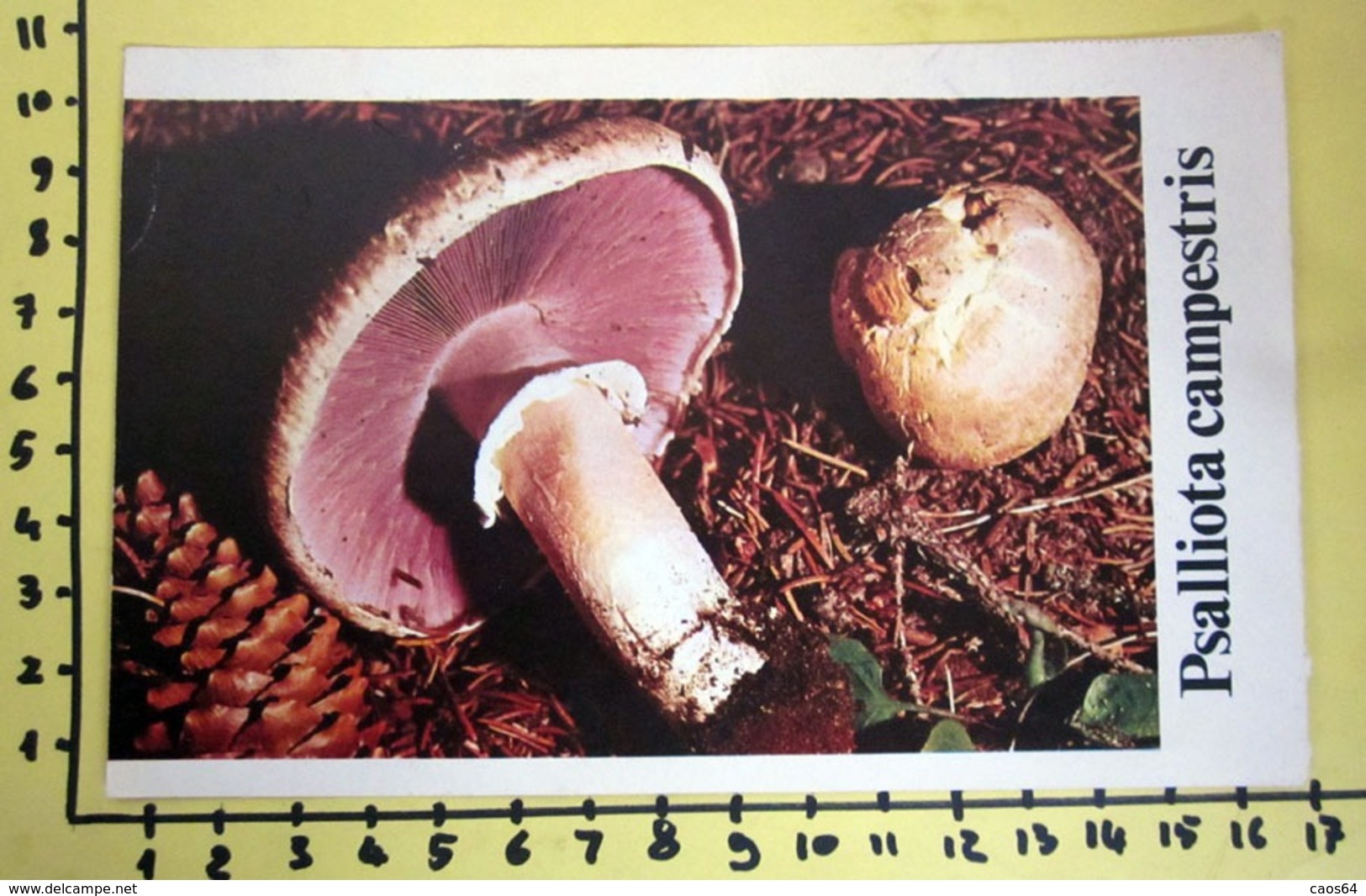 PSALLIOTA CAMPESTRIS  I FUNGHI FABBRI SCHEDA - Recettes De Cuisine