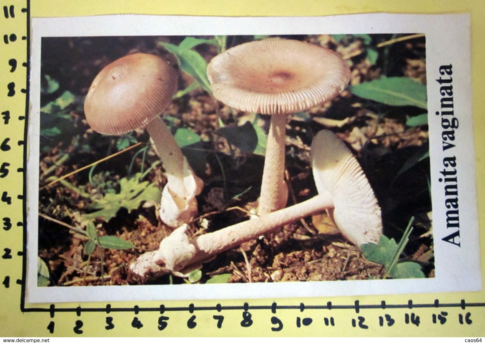 AMANITA VAGINATA  I FUNGHI FABBRI SCHEDA - Küche & Rezepte