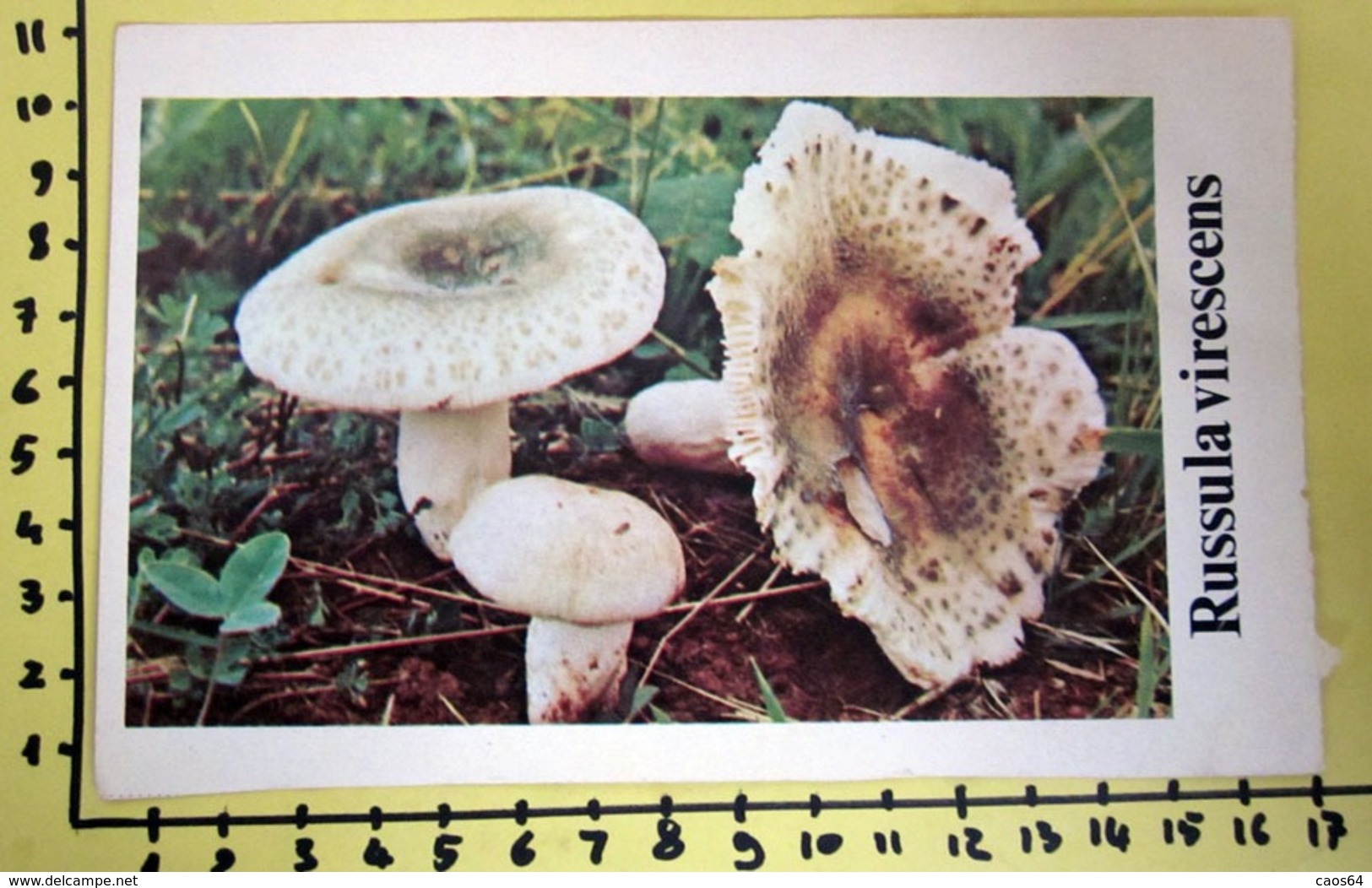 RUSSULA VIRESCENS  I FUNGHI FABBRI SCHEDA - Cooking Recipes