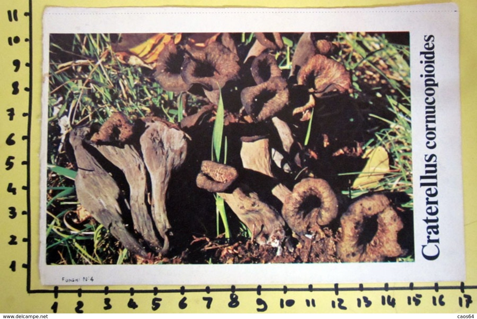 CRATERELLUS CORNUCOPIOIDES  I FUNGHI FABBRI SCHEDA - Ricette Culinarie