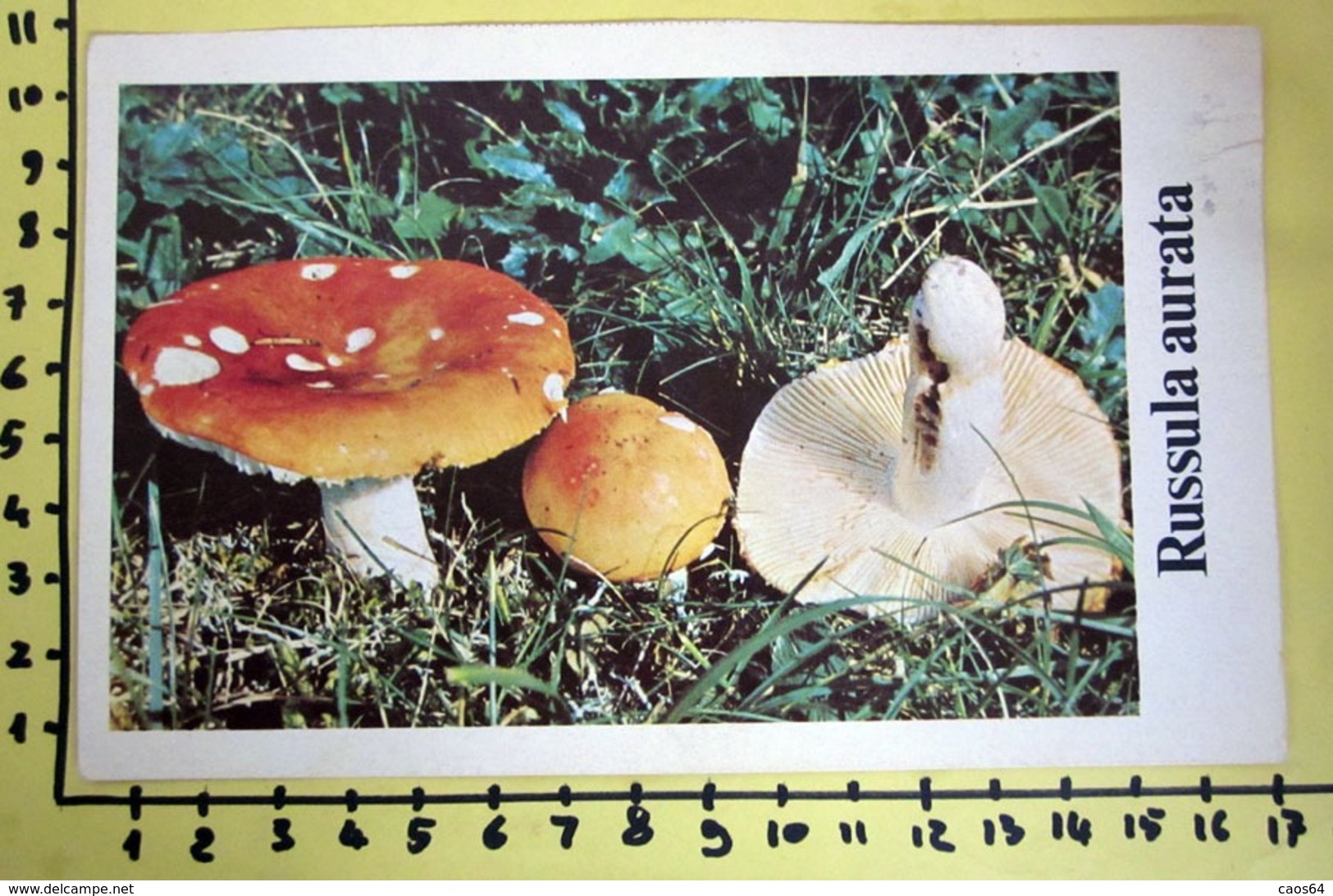 RUSSULA AURATA  I FUNGHI FABBRI SCHEDA - Recepten