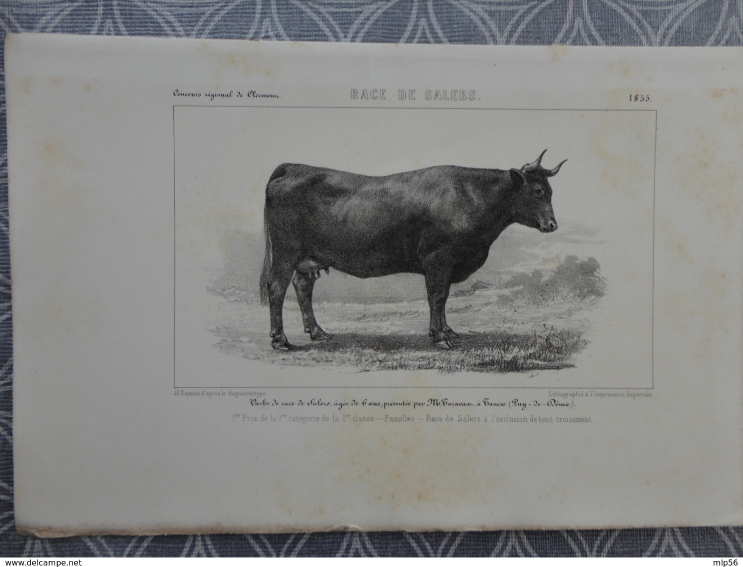 GRAVURE LITOGRAPHIE  Race DE SALERS   1855 CONCOURS DE CLERMONT VACHE  PRESENTEE PAR TARAVANU TAUVES - Estampes & Gravures