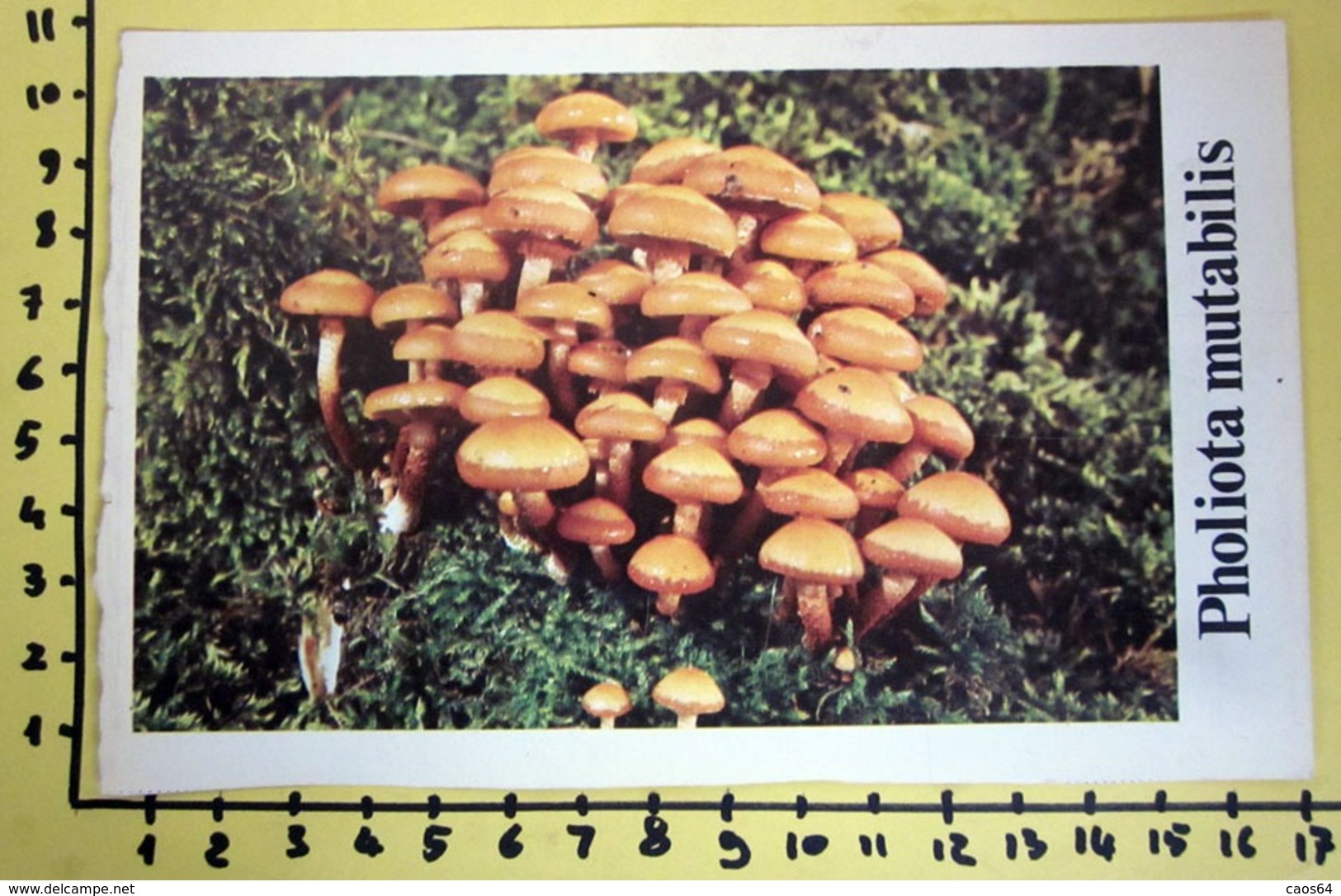 PHOLIOTA MUTABILIS  I FUNGHI FABBRI SCHEDA - Küche & Rezepte