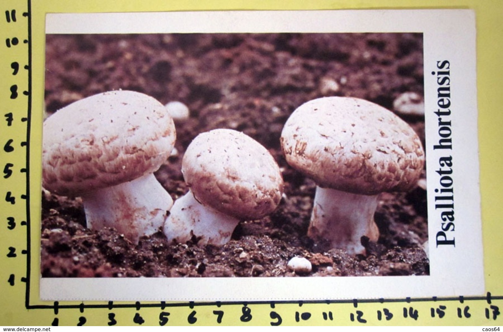 PSALLIOTA HORTENSIS  I FUNGHI FABBRI SCHEDA - Cooking Recipes