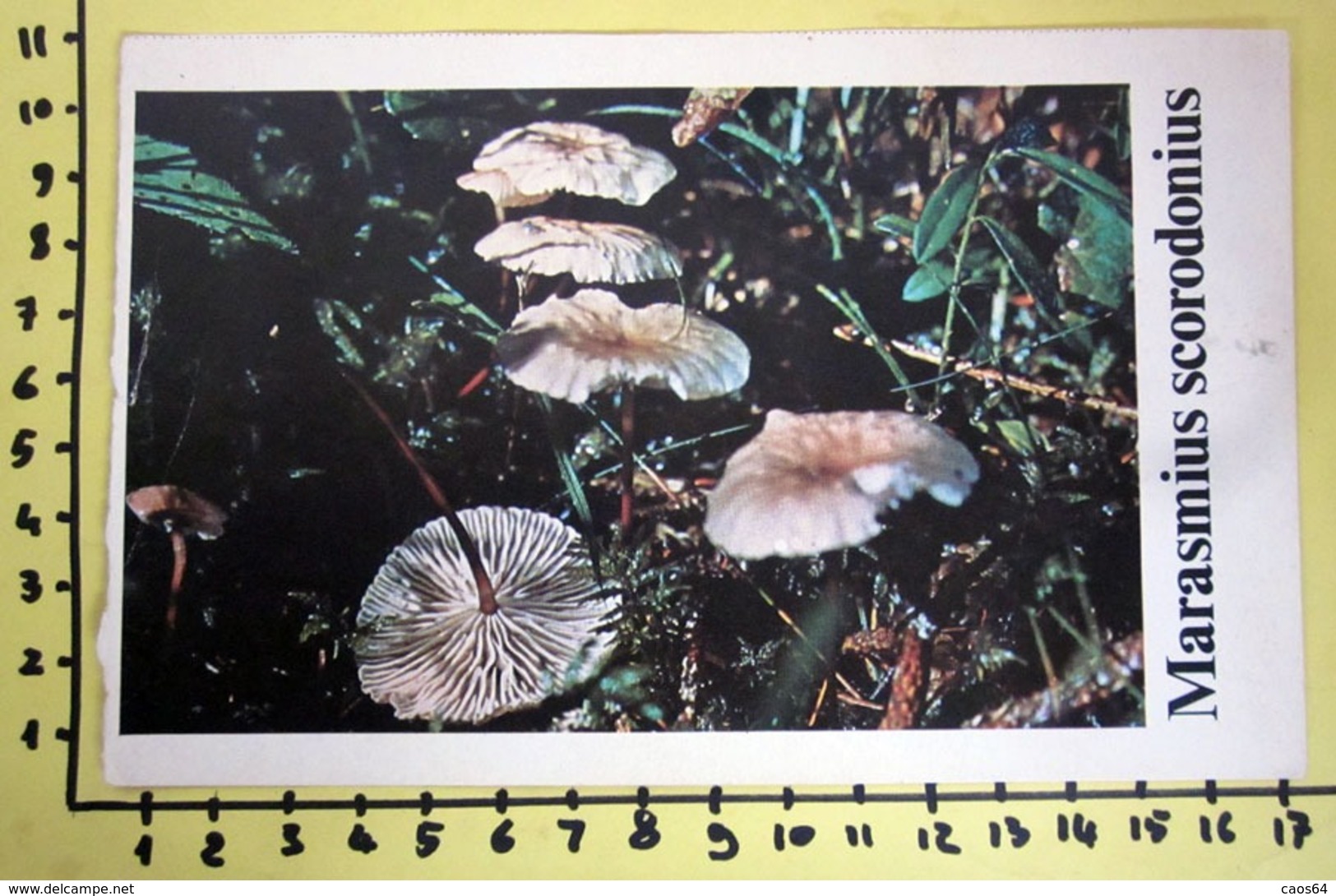 MARASMIUS SCORODONIUS  I FUNGHI FABBRI SCHEDA - Küche & Rezepte