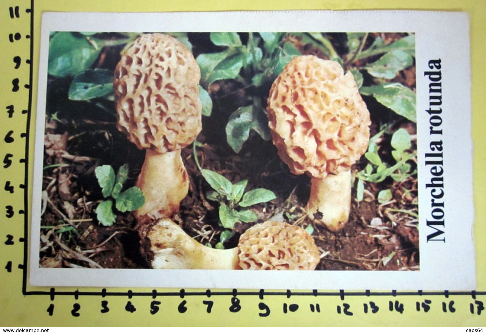 MORCHELLA ROTUNDA  I FUNGHI FABBRI SCHEDA - Recepten