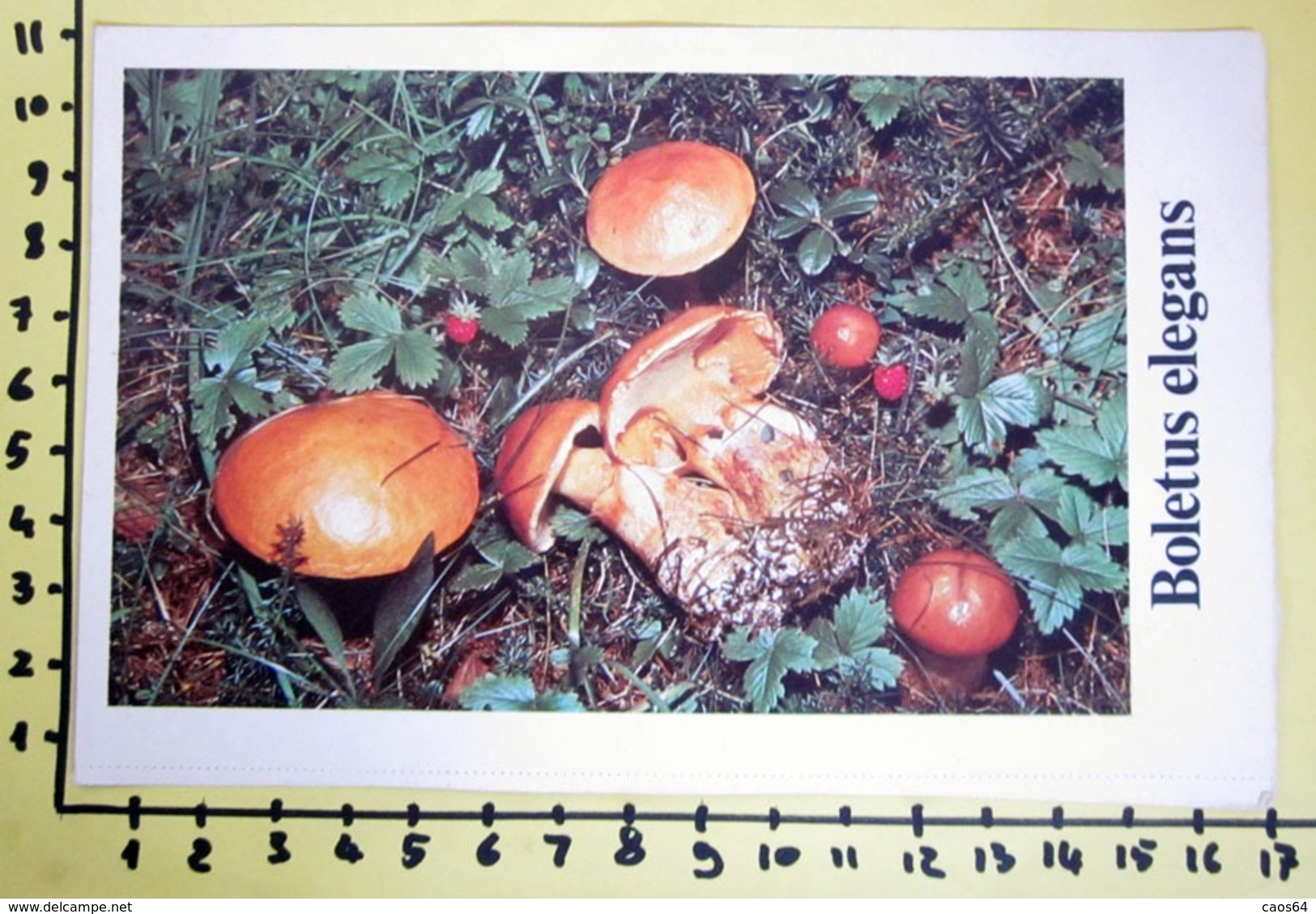 BOLETUS ELEGANS  I FUNGHI FABBRI SCHEDA - Ricette Culinarie