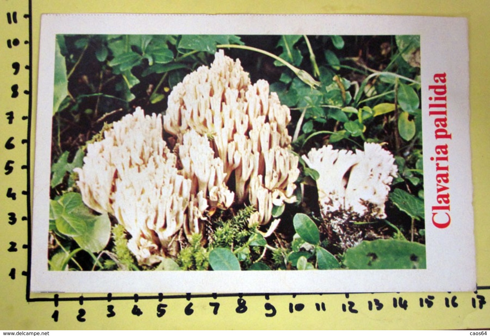 CLAVARIA PALLIDA  I FUNGHI FABBRI SCHEDA - Recettes De Cuisine