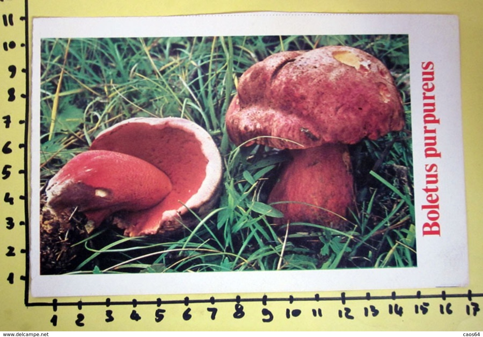 BOLETUS PURPUREUS  I FUNGHI FABBRI SCHEDA - Küche & Rezepte