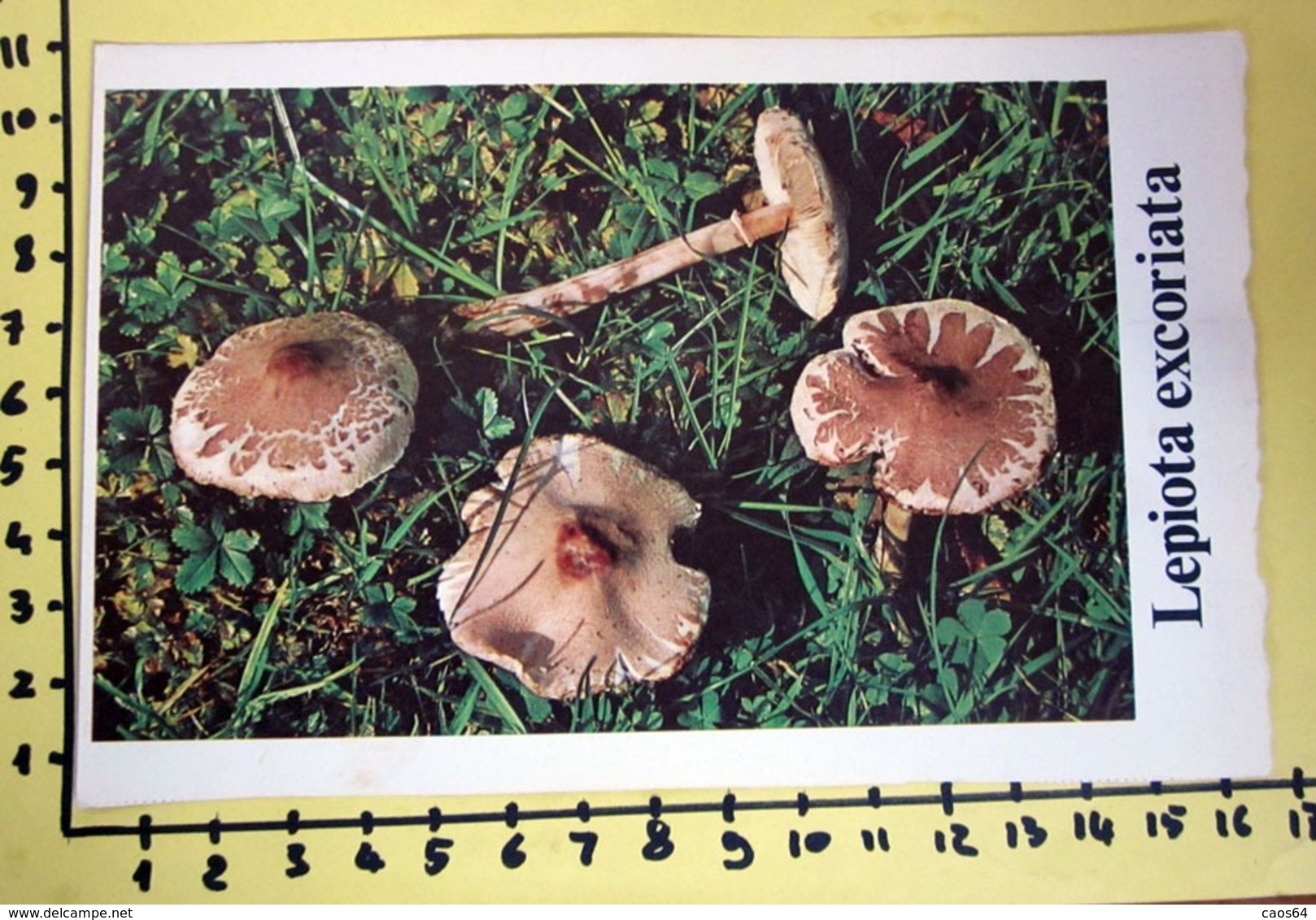 LEPIOTA EXCORIATA  I FUNGHI FABBRI SCHEDA - Ricette Culinarie