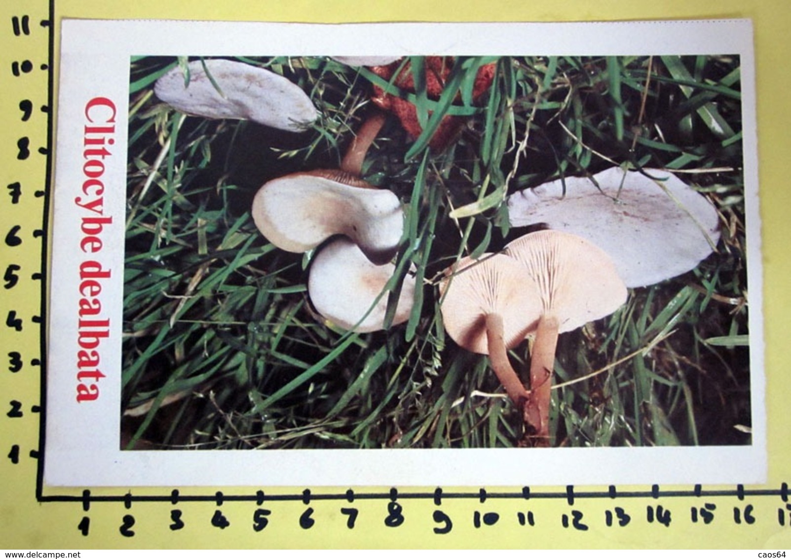 CLITOCYBE DEALBATA  I FUNGHI FABBRI SCHEDA - Recetas De Cocina