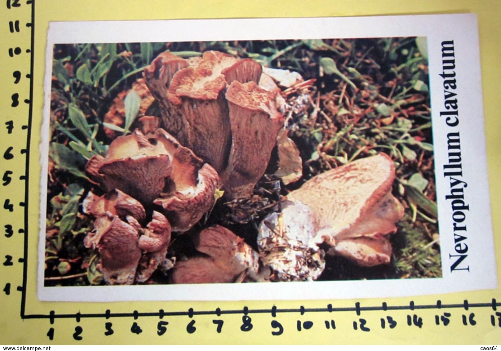 NEVROPHYLLUM CLAVATUM  I FUNGHI FABBRI SCHEDA - Ricette Culinarie