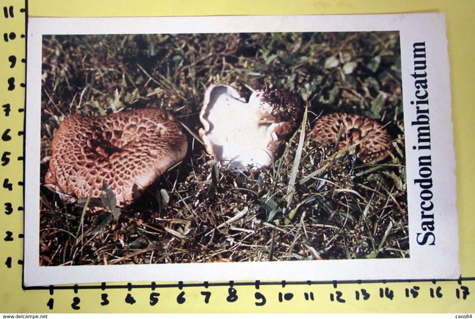 SARCODON IMBRICATUM  I FUNGHI FABBRI SCHEDA - Recepten