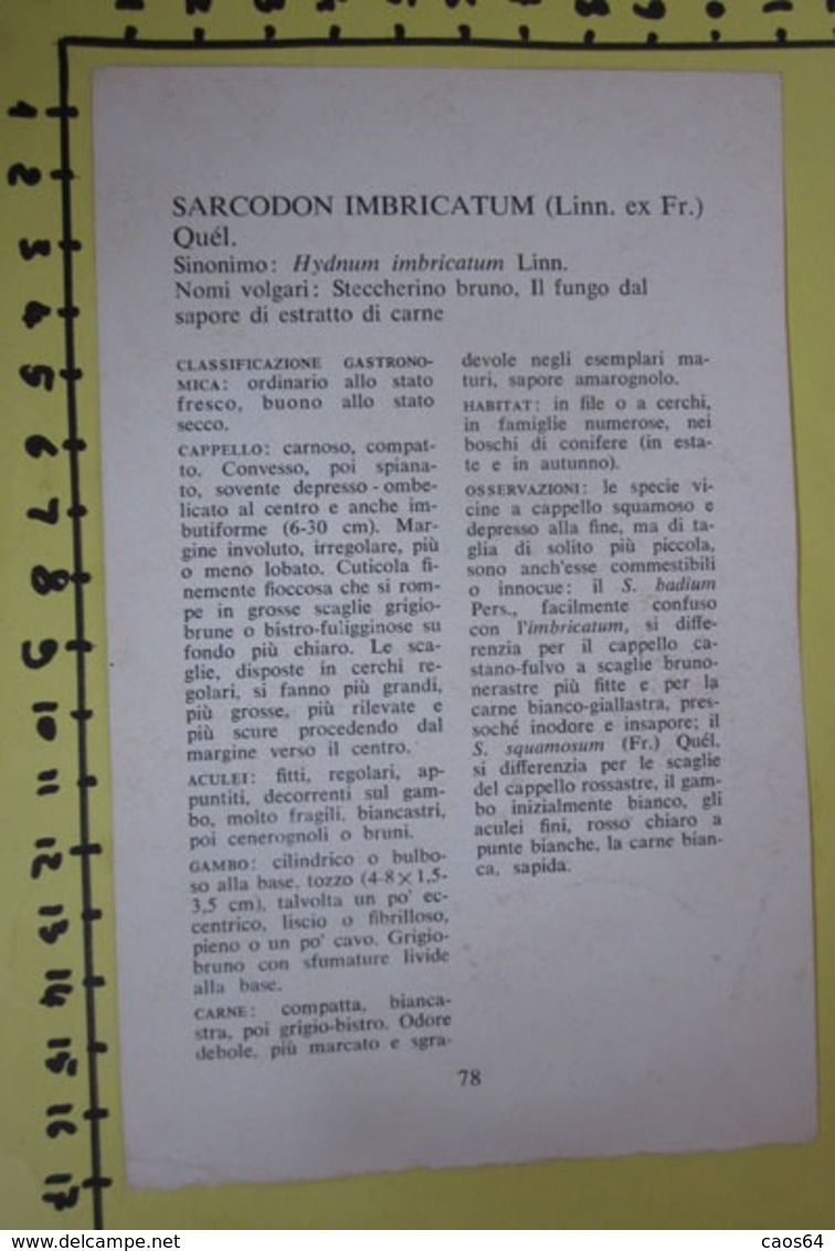 SARCODON IMBRICATUM  I FUNGHI FABBRI SCHEDA - Küche & Rezepte