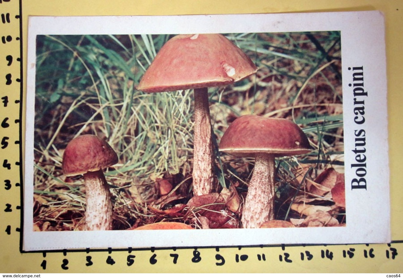 BOLETUS CARPINI  I FUNGHI FABBRI SCHEDA - Recettes De Cuisine