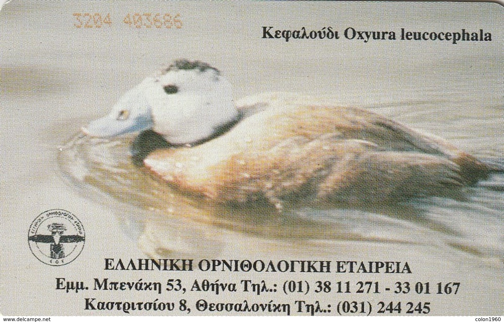 GRECIA. X1122. PATOS. Ferruginous Duck, Aythia Nyroca. 05/2001. (107). - Otros & Sin Clasificación